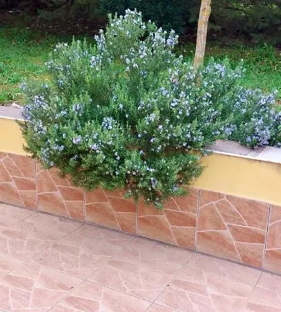 Edera *